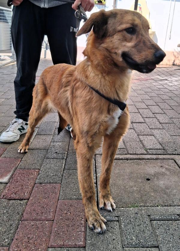 PAPRIKA DOLCE CUCCIOLONA  Foto 4